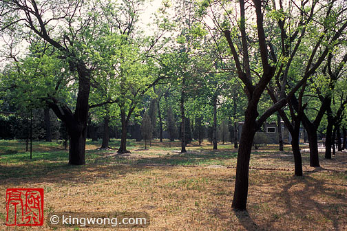 ̳԰ --  Tiantan (Temple of Heaven) Park -- Tree