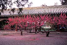 Picture of 天坛公园 -- 树 Tiantan (Temple of Heaven) Park -- Tree