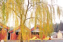 Picture of 金树 Golden Tree