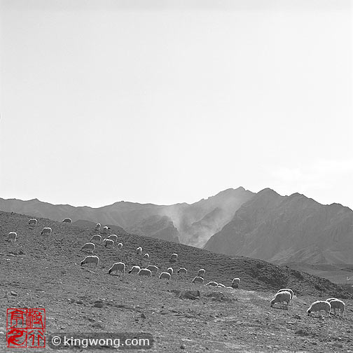 ؿڳ Sanguankou Great Wall - sheeps