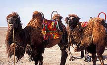 Jiayuguan (Jiayu Pass) - Camels,Jiayuguan