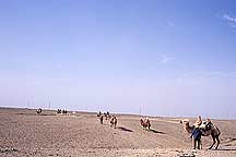 Picture of  - , Jiayuguan (Jiayu Pass) - Camels and Horses