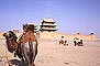  - , Jiayuguan (Jiayu Pass) - Camels and Horses