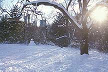 New York City Central Park,CentralPark