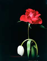 郁金香，玫瑰 Tulip and Rose